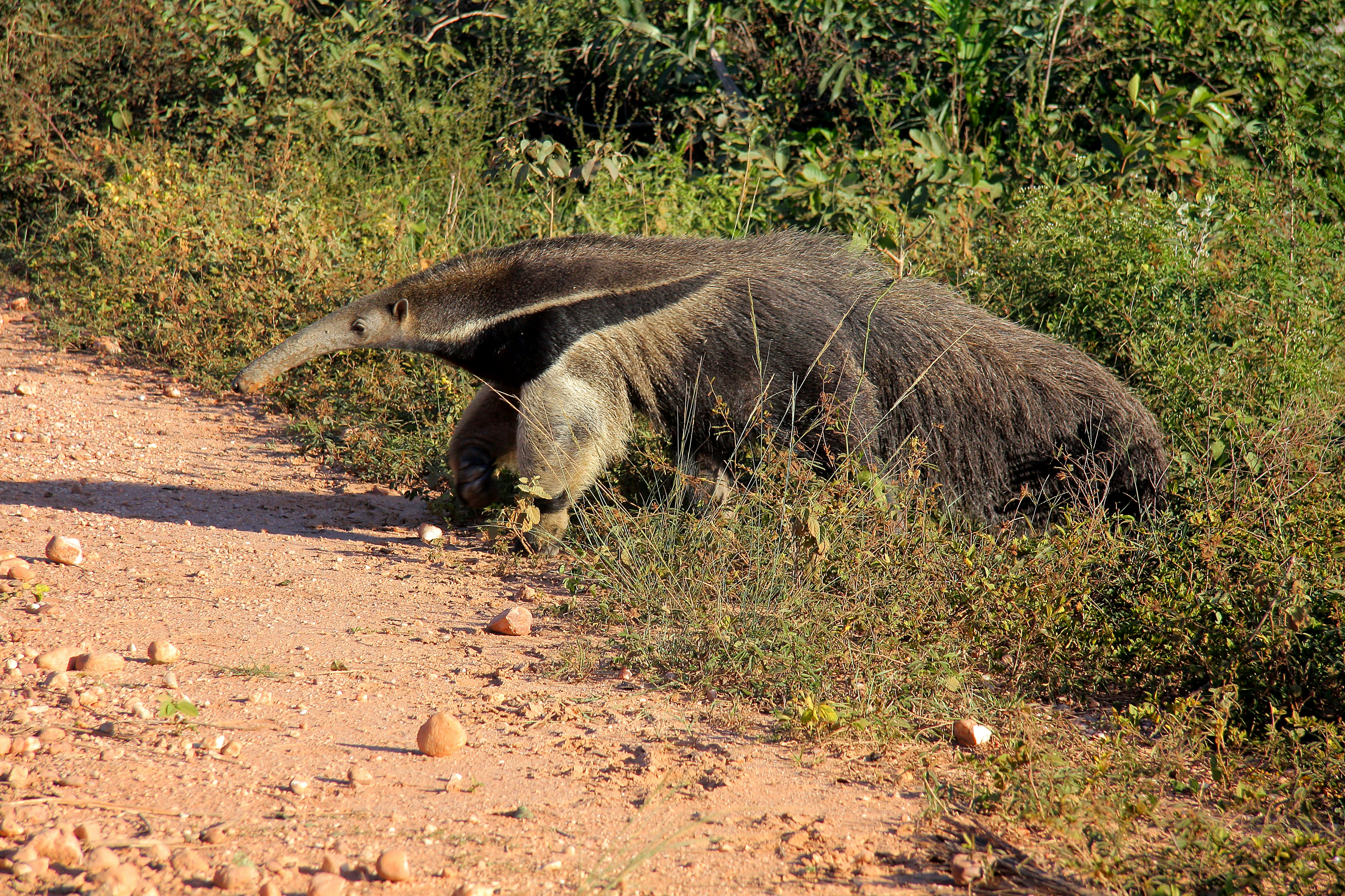 brown seal on brown ground during daytime